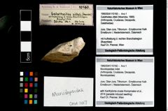 Foto (Objekt + Etikett) von Munidopsidae indet.  (NHMW-GEO-1990-0041-10160)